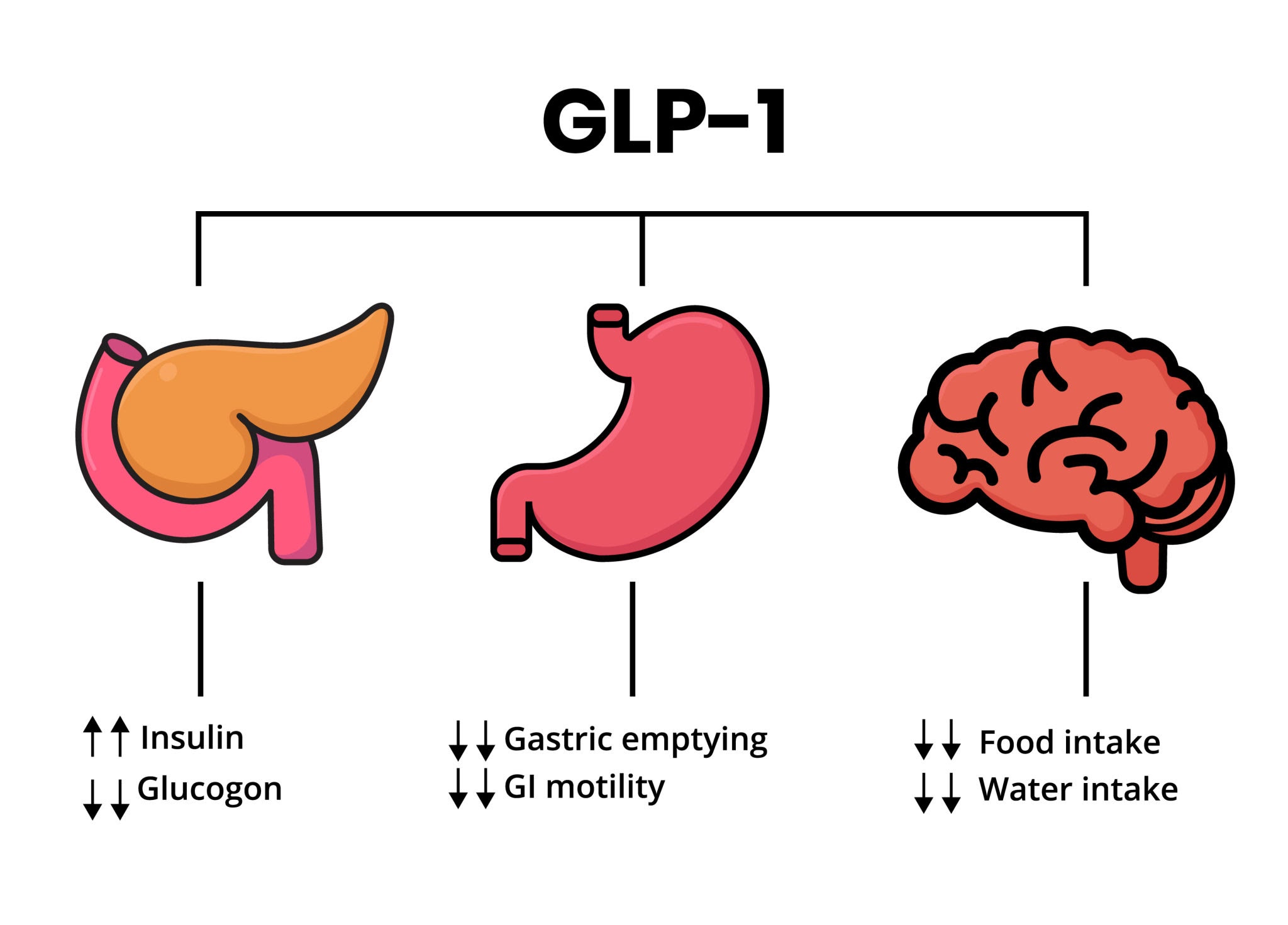 Image of GLP-1 and GIP hormones acting on the brain and stomach